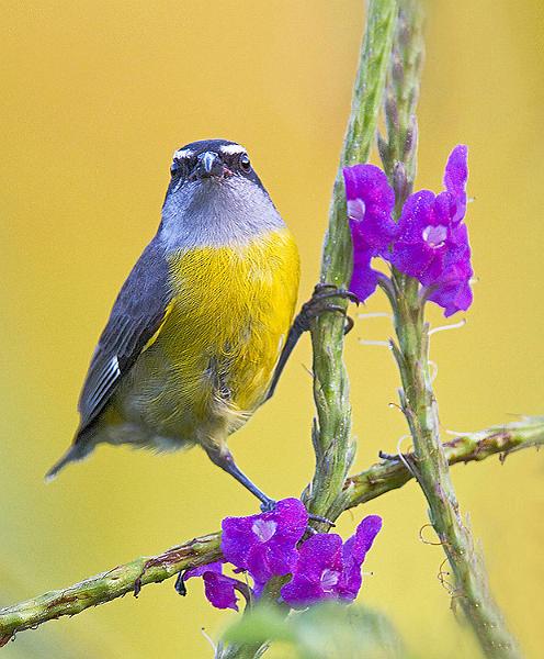 bananaquit2.jpg