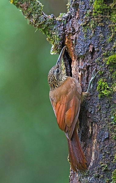 blackbandedwoodcreeper2.jpg
