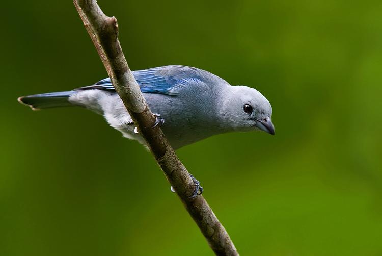 bluegraytanager3.jpg