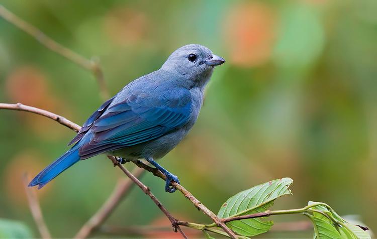 bluegraytanager5.jpg