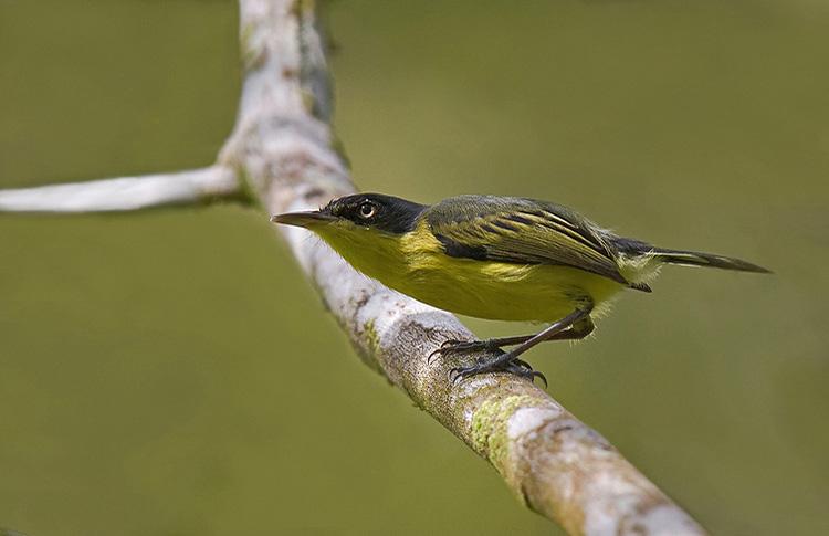 commontoadyflycatcher.jpg