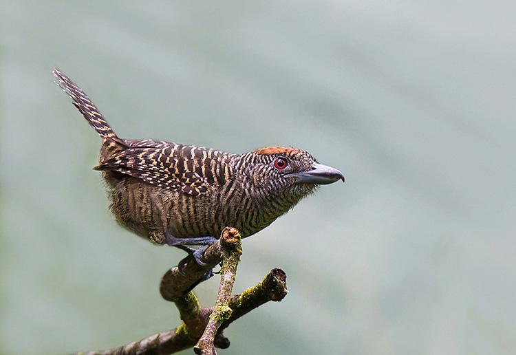 fasciatedantshrike.jpg