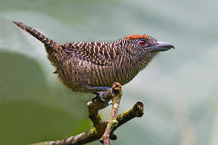 fasciatedantshrike2.jpg