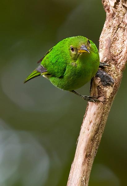 greenhoneycreeper.jpg