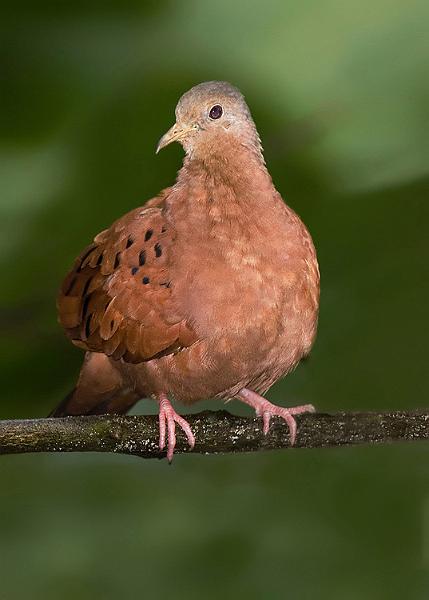 rudygrounddove.jpg