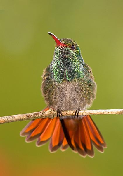 rufoustailedhummingbird2.jpg