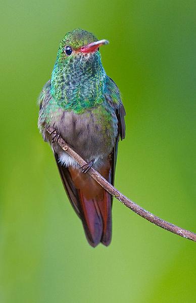 rufoustailedhummingbird4.jpg