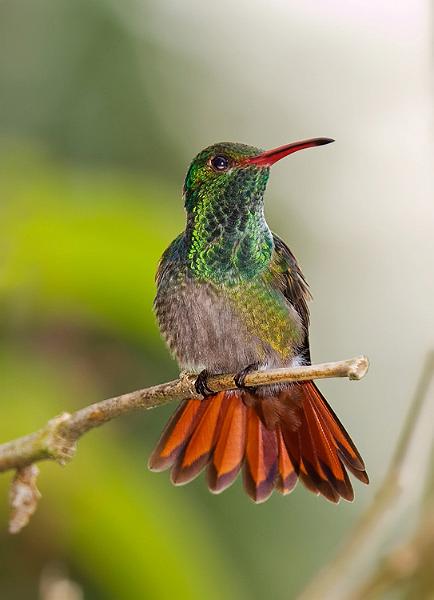 rufoustailedhummingbird5.jpg