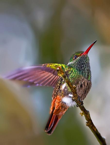 rufoustailedhummingbird8.jpg