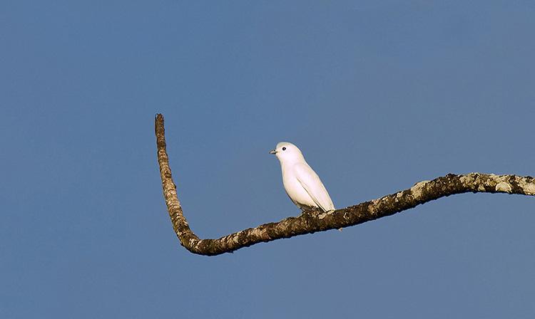 snowycotinga.jpg