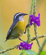 bananaquit