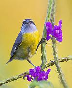bananaquit2
