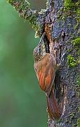 blackbandedwoodcreeper2