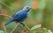 bluegraytanager5