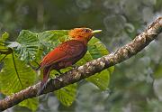 chesnutcoloredwoodpecker