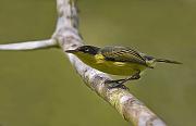 commontoadyflycatcher