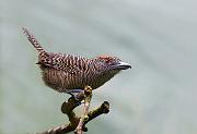 fasciatedantshrike