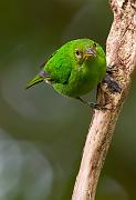 greenhoneycreeper
