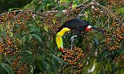 keelbilledtoucan2