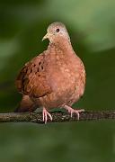 rudygrounddove