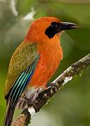 rufousmotmot