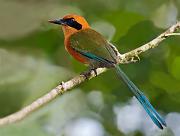 rufousmotmot2