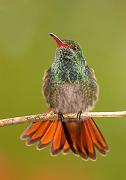 rufoustailedhummingbird2