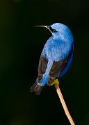 shininghoneycreeper3