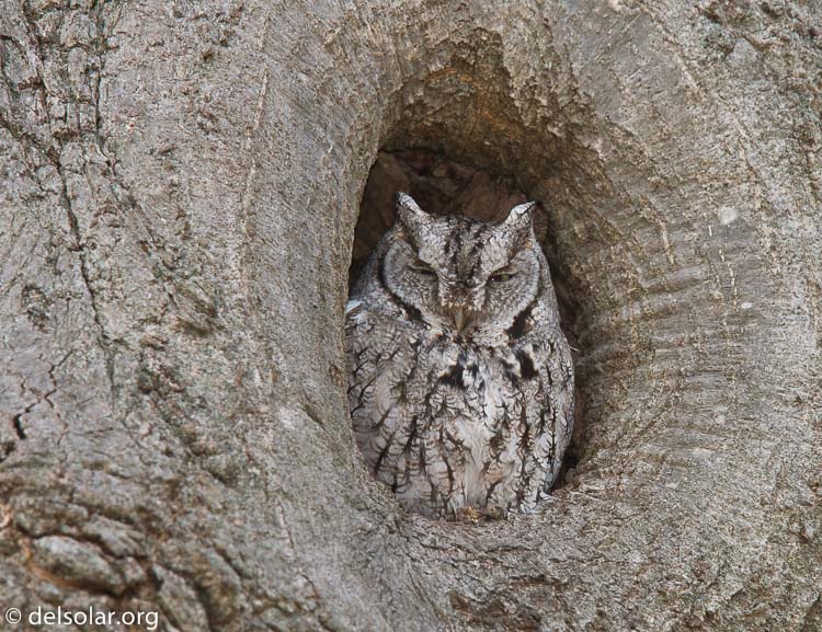 Canon EOS 40D  --  420 mm  --  EF300mm f/2.8L IS USM +1.4x  