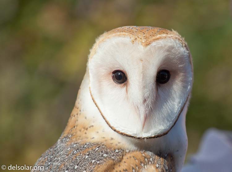 Canon EOS DIGITAL REBEL XT  --  200 mm  --  70.0-200.0 mm  