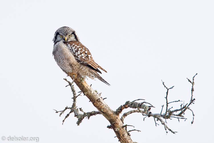 Canon EOS 40D  --  700 mm  --  EF500mm f/4L IS USM +1.4x  