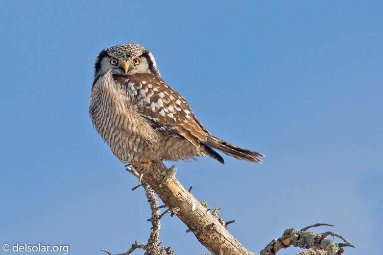 Canon EOS 40D  --  700 mm  --  EF500mm f/4L IS USM +1.4x  