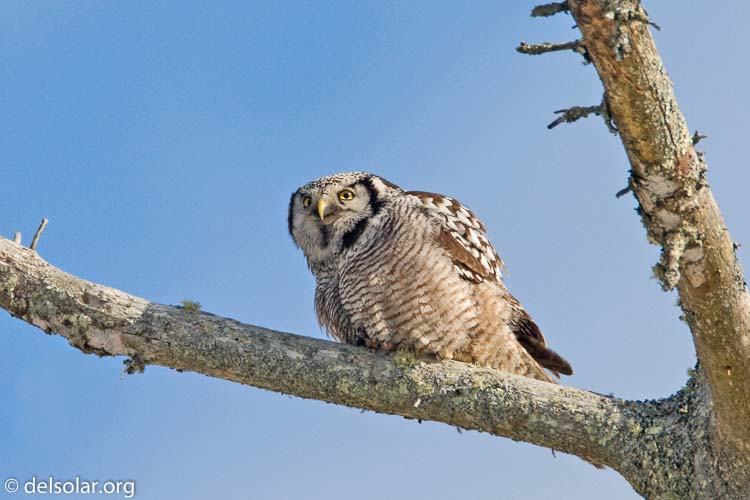 Canon EOS 40D  --  700 mm  --  EF500mm f/4L IS USM +1.4x  