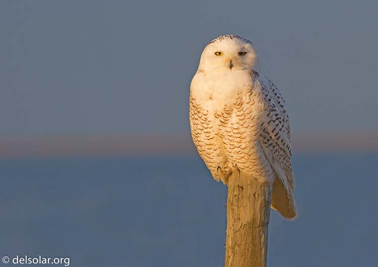 Canon EOS 7D  --  400 mm  --  EF400mm f/5.6L USM  