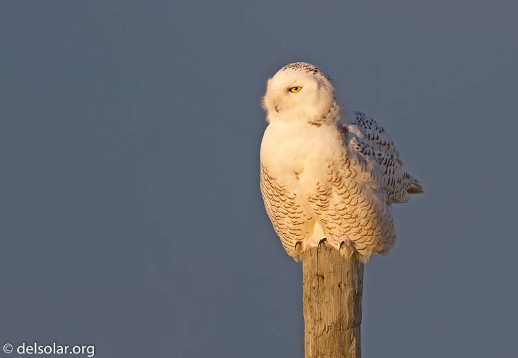 Canon EOS 7D  --  400 mm  --  EF400mm f/5.6L USM  