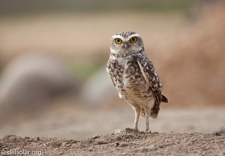 Canon EOS 5D Mark II  --  500 mm  --  EF500mm f/4L IS USM  