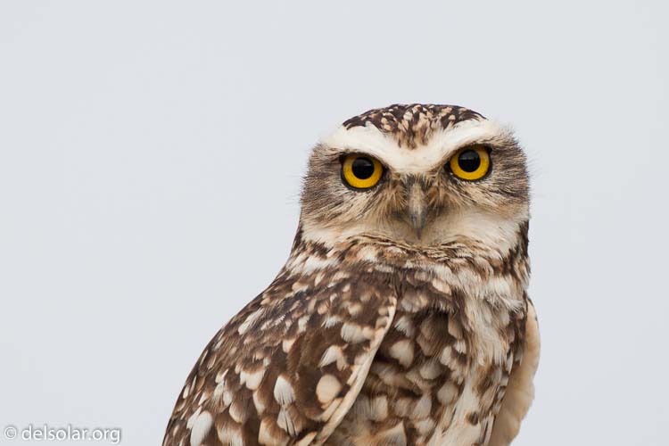 Canon EOS 5D Mark II  --  500 mm  --  EF500mm f/4L IS USM  