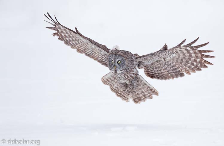 Canon EOS 5D Mark II  --  300 mm  --  EF300mm f/2.8L IS USM  