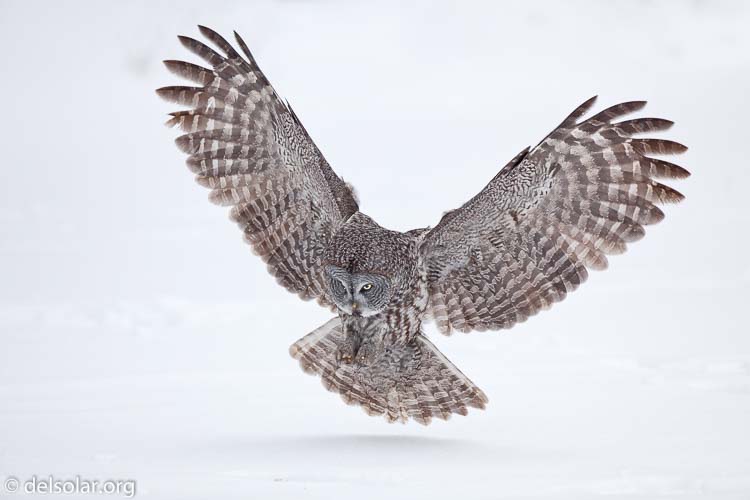 Canon EOS 5D Mark II  --  300 mm  --  EF300mm f/2.8L IS USM  