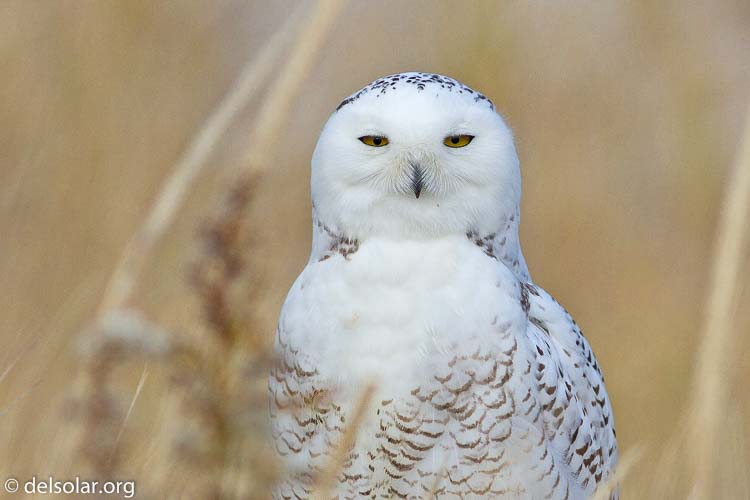 Canon EOS 7D  --  400 mm  --  EF400mm f/5.6L USM  