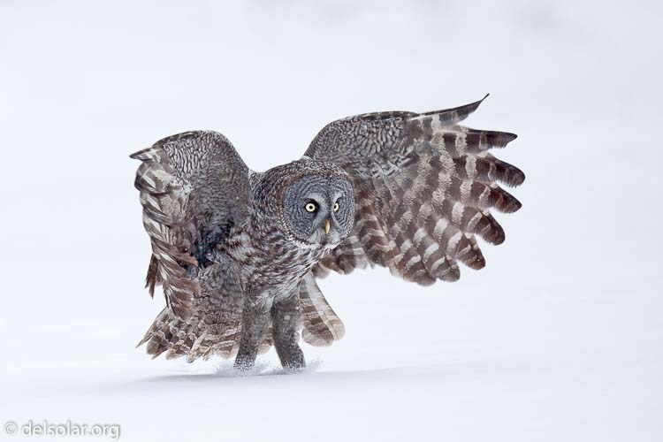 Canon EOS 5D Mark II  --  300 mm  --  EF300mm f/2.8L IS USM  