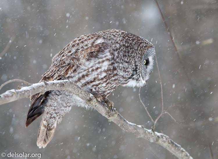 Canon EOS 5D Mark II  --  300 mm  --  EF300mm f/2.8L IS USM  