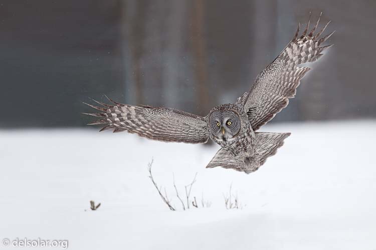 Canon EOS 5D Mark II  --  300 mm  --  EF300mm f/2.8L IS USM  