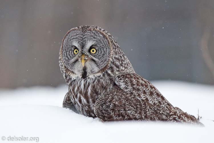 Canon EOS 5D Mark II  --  300 mm  --  EF300mm f/2.8L IS USM  