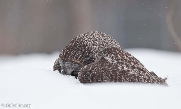 Canon EOS 5D Mark II  --  300 mm  --  EF300mm f/2.8L IS USM  