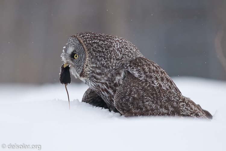 Canon EOS 5D Mark II  --  300 mm  --  EF300mm f/2.8L IS USM  