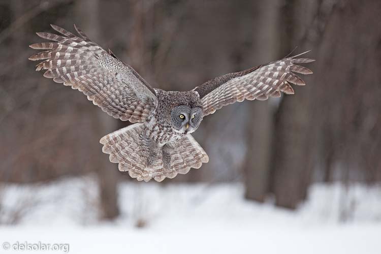 Canon EOS 5D Mark II  --  300 mm  --  EF300mm f/2.8L IS USM  