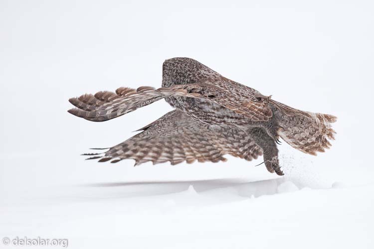 Canon EOS 5D Mark II  --  300 mm  --  EF300mm f/2.8L IS USM  