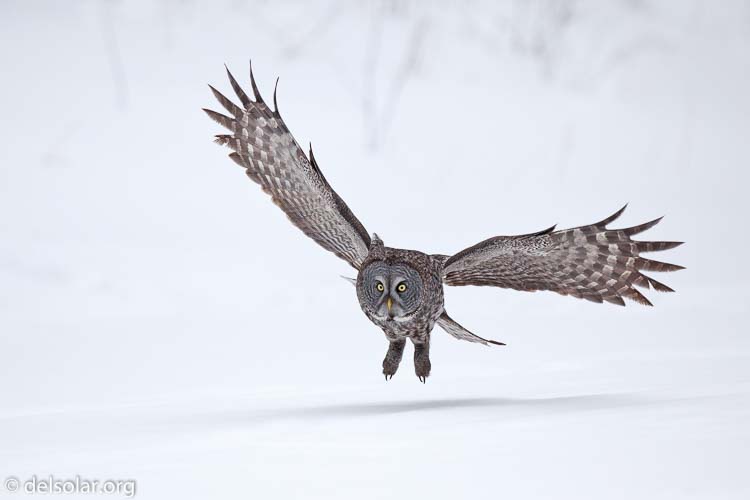 Canon EOS 5D Mark II  --  300 mm  --  EF300mm f/2.8L IS USM  