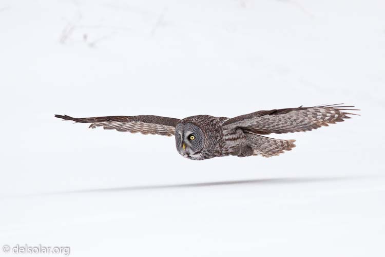 Canon EOS 5D Mark II  --  300 mm  --  EF300mm f/2.8L IS USM  